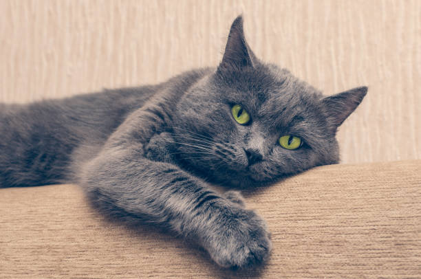 istock A gray cat with a serious facial expression resting on the couch 890965092