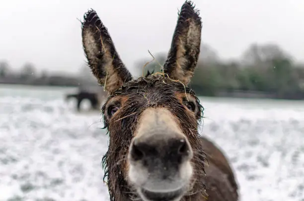 Donkey, or ass, of the horse family, in winter.