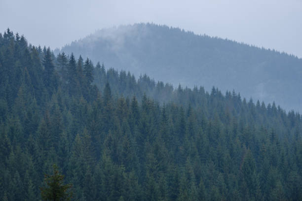 istock panoramic view of misty forest in mountain area 890970132