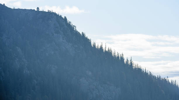 istock panoramic view of misty forest in mountain area 890977400