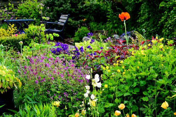 Image of a Scottish country garden in late spring with a variety of herbaceous plants in full foliage and flower.