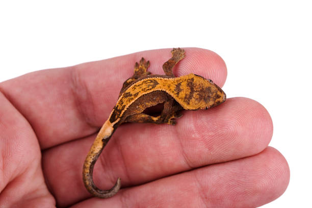 istock Newborn crested gecko on hand isolated white background 890979806