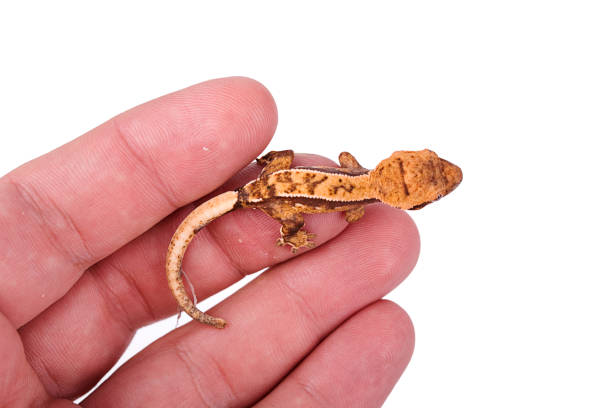 istock Newborn crested gecko on hand isolated white background 890979808