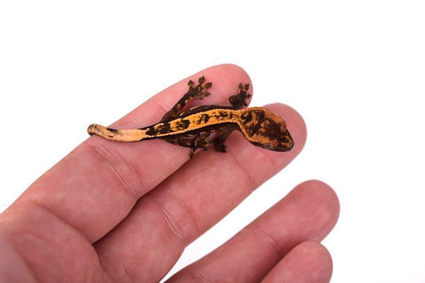 istock Newborn crested gecko on hand isolated white background 890979810