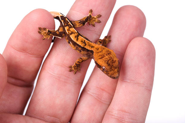 istock Newborn crested gecko on hand isolated white background 890979812