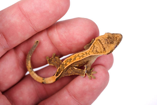 istock Newborn crested gecko on hand isolated white background 890979820