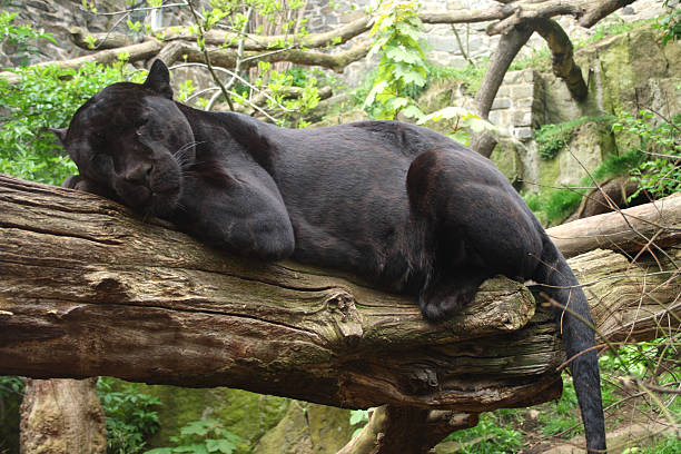 istock Close-up of black jaguar resting on a tree branch 89098241