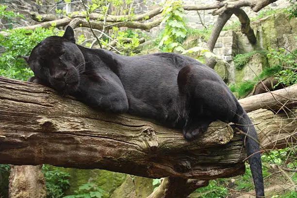 Photo of Close-up of black jaguar resting on a tree branch