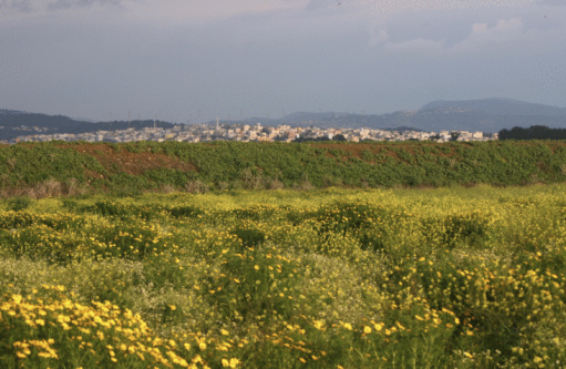 The Arab village of Makr with in front a field with wildflowers and beyond the hills of Galillee