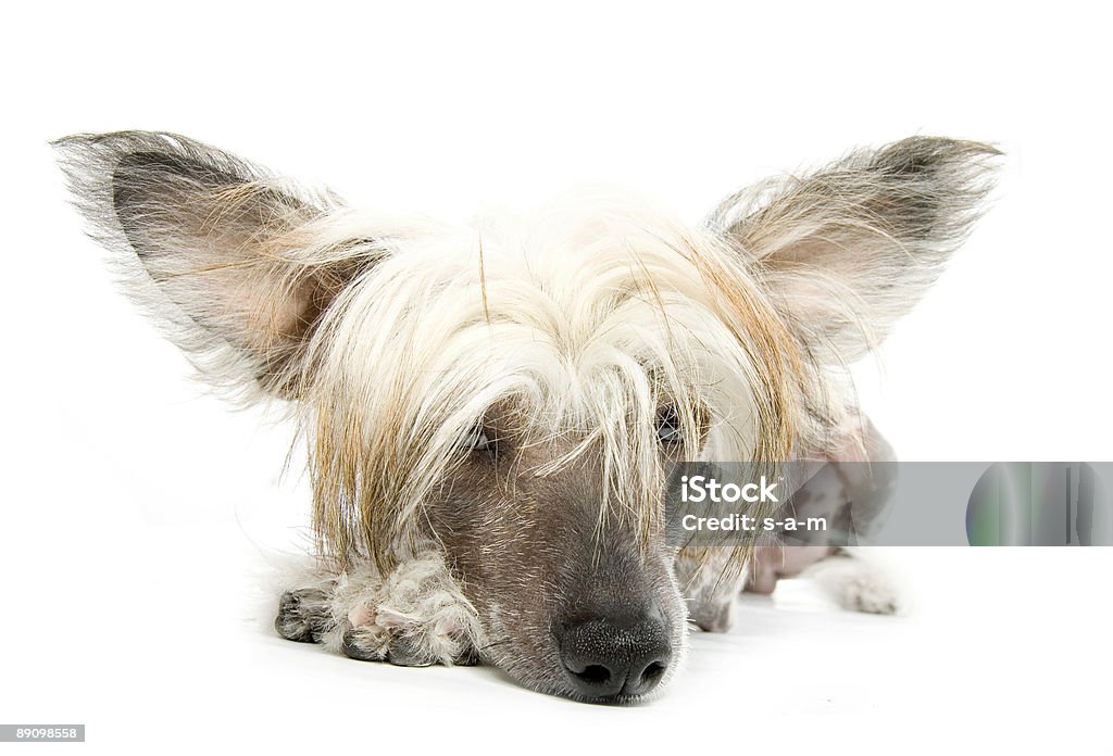 Chinese Crested Dog Chinese Crested Dog(hairless dog)Studio shot Hairless Animal Stock Photo