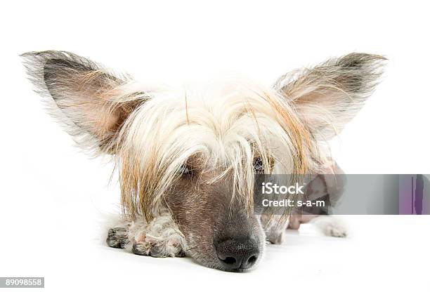 Chinese Crested Dog Stock Photo - Download Image Now - Hairless Animal, Lying Down, Animal