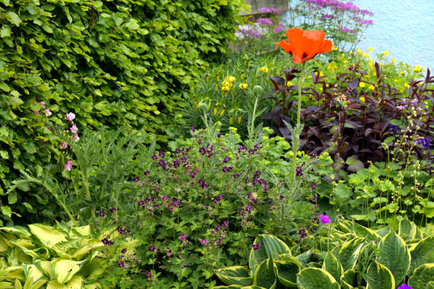 istock Scottish country garden in spring 890985674