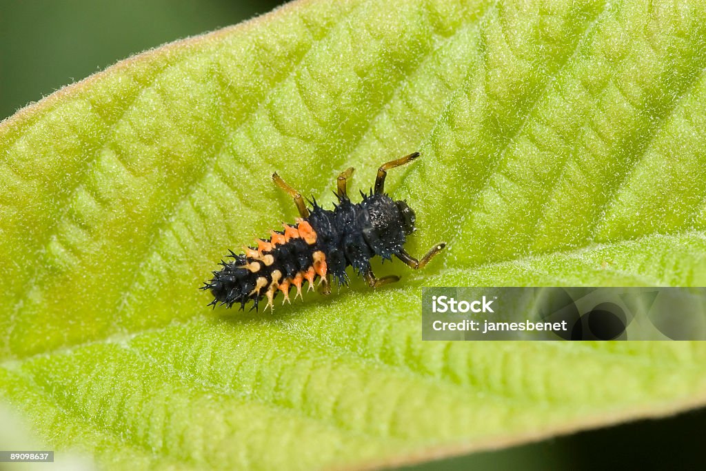 아시아무당벌레 유충 (매크로 - 로열티 프리 무당벌레 스톡 사진