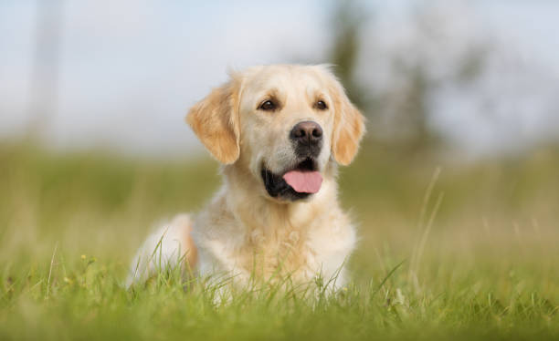 istock Young golden retriever dog 890986968