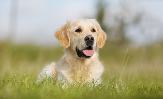 Healthy purebred dog photographed outdoors in the nature on a sunny day.