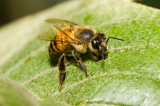 Bee pollinating an apple blossom - Western Honey Bee (Apis mellifera) in Baden-Württemberg, Germany