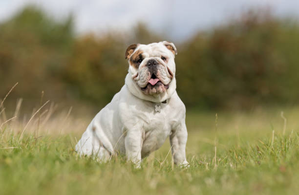 istock English bulldog 890987186