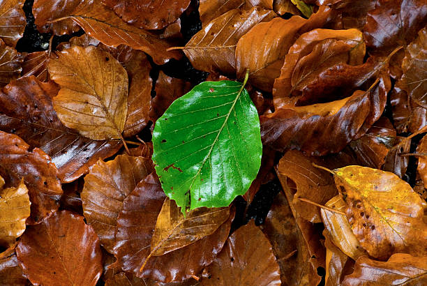 feuille verte - Photo