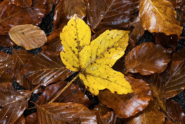 Feuille d'automne jaune - Photo