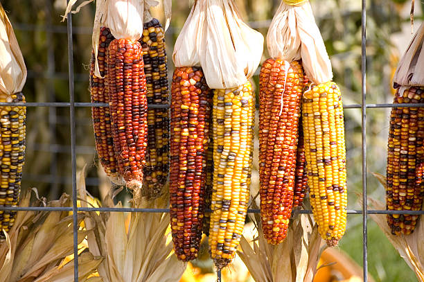 kukurydza ozdobna na ogrodzenie - corn on the cobb zdjęcia i obrazy z banku zdjęć