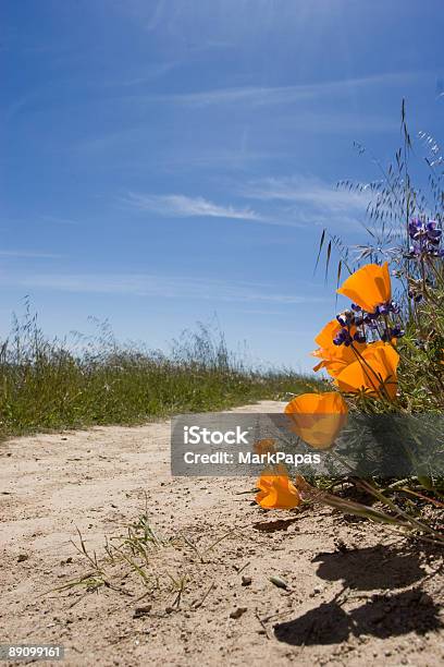 Papavero S On The Trail - Fotografie stock e altre immagini di Ambientazione esterna - Ambientazione esterna, Ambientazione tranquilla, Blu