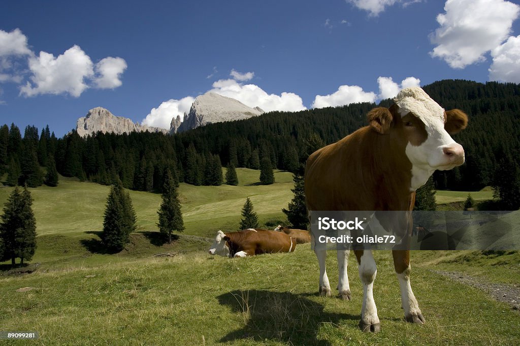 Plano de vaca na montanha, Alpes italianos Dolomiti - Royalty-free Alto Adige Foto de stock