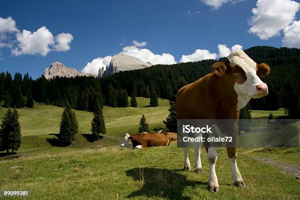 Plano De Vaca Na Montanha Alpes Italianos Dolomiti - Fotografias de stock e mais imagens de Alto Adige