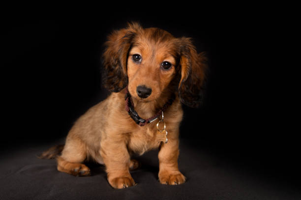 istock Young longhaired dachshund dog puppy 890994258