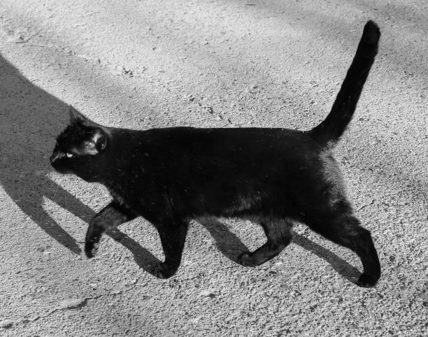 istock black cat mammal animal 890994756