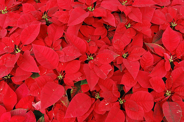 istock Red poinsettia plants 89099545