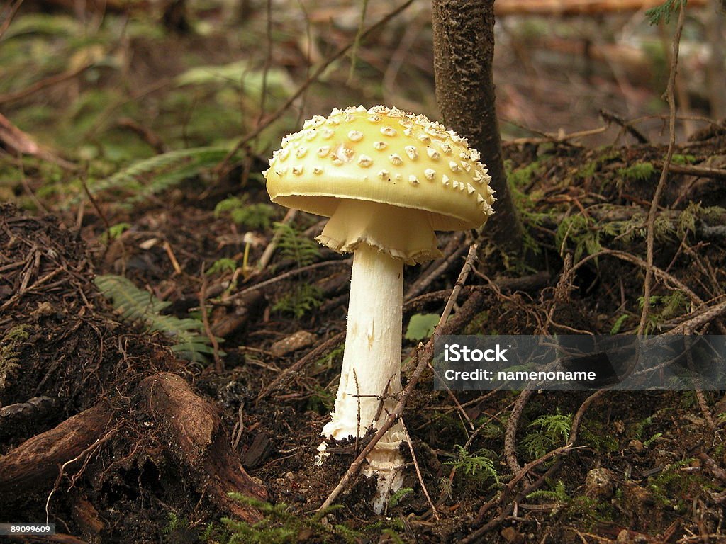 American muscaria amanita  Amanita Parcivolvata Stock Photo