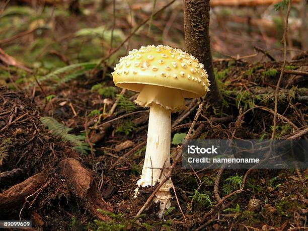 American Muscaria Amanita Stock Photo - Download Image Now - Amanita Parcivolvata, Color Image, Fly Agaric Mushroom