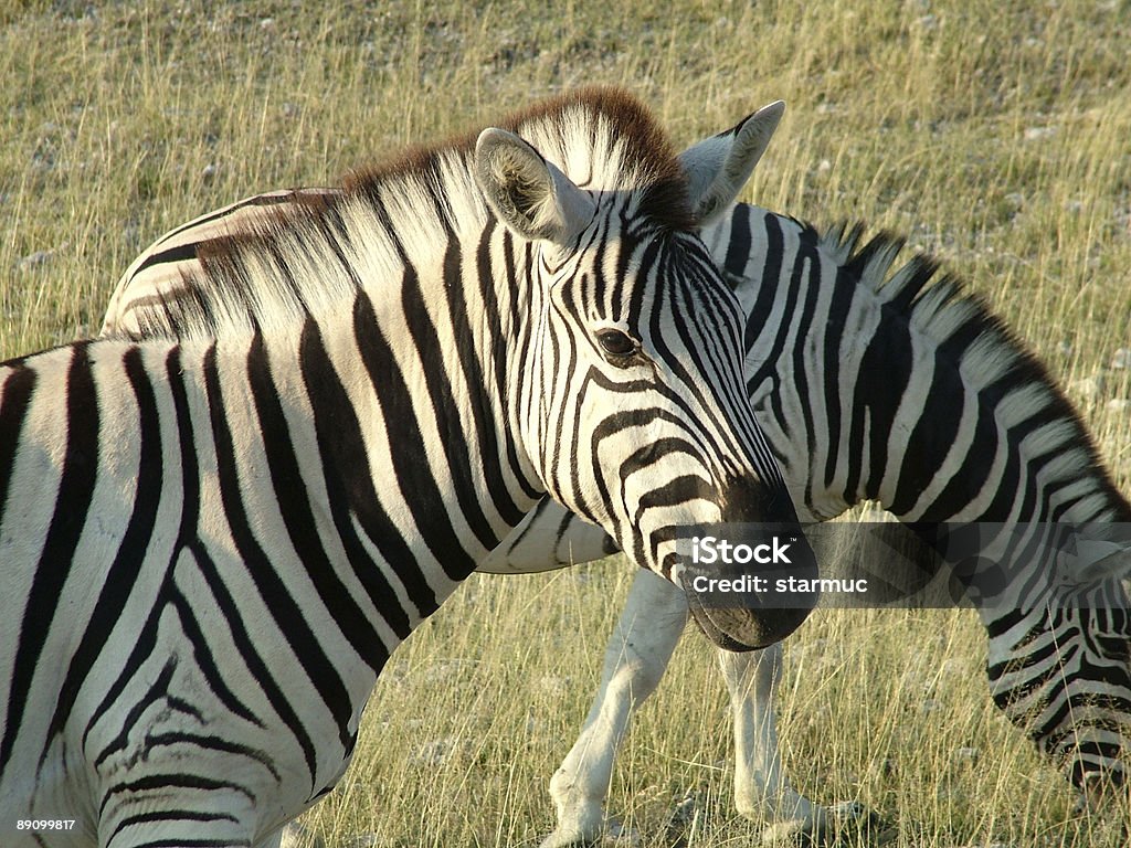 Cebra - Foto de stock de Aire libre libre de derechos