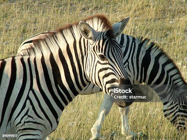 Zebra 0명에 대한 스톡 사진 및 기타 이미지 - 0명, 가축떼, 나무 껴안기