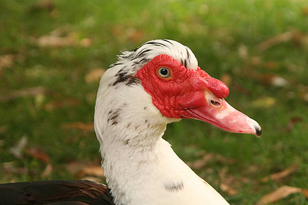 istock Portrait of a duck 89099948