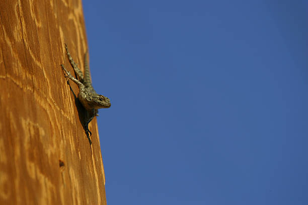 Lizard auf Telefonmast – Foto