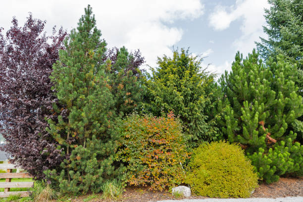 istock Evergreen tree set growing in the garden 891002458