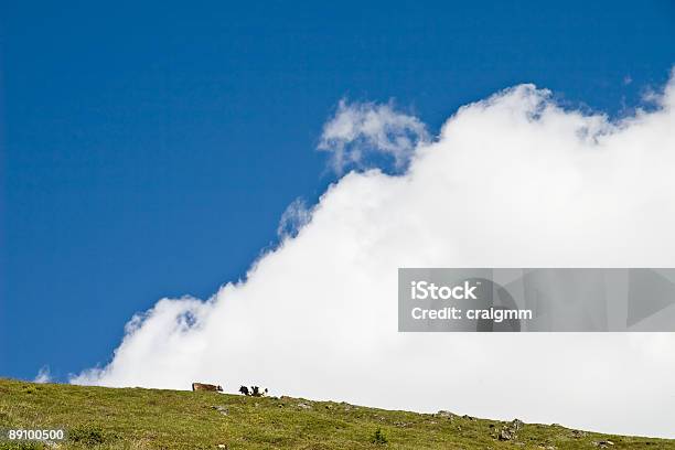 Cimeira De Vaca - Fotografias de stock e mais imagens de Alpes Europeus - Alpes Europeus, Alpes de Engadine, Animal Doméstico