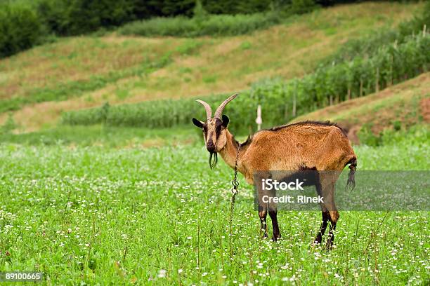 Cabra Foto de stock y más banco de imágenes de Aire libre - Aire libre, Ajardinado, Animal