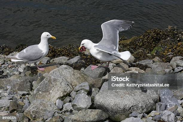 Due Gabbiani Competere Per Una Stella Marina Vancouver Canada - Fotografie stock e altre immagini di Acqua