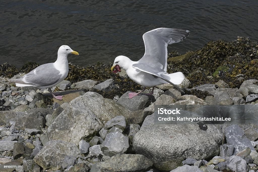 Duas gaivotas competem por uma estrela-do-mar em Vancouver, Canadá - Foto de stock de Animal royalty-free