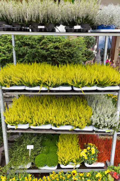 istock Shelves with heather and other decorative plants 891009712