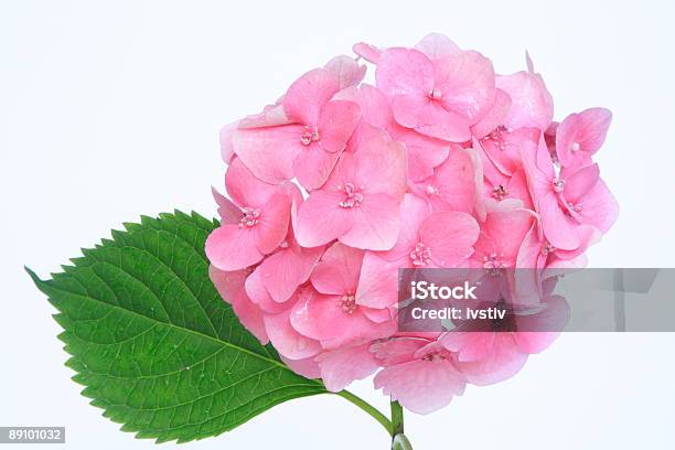 Photo libre de droit de Hortensia banque d'images et plus d'images libres de droit de Arbre en fleurs - Arbre en fleurs, Beauté, Beauté de la nature