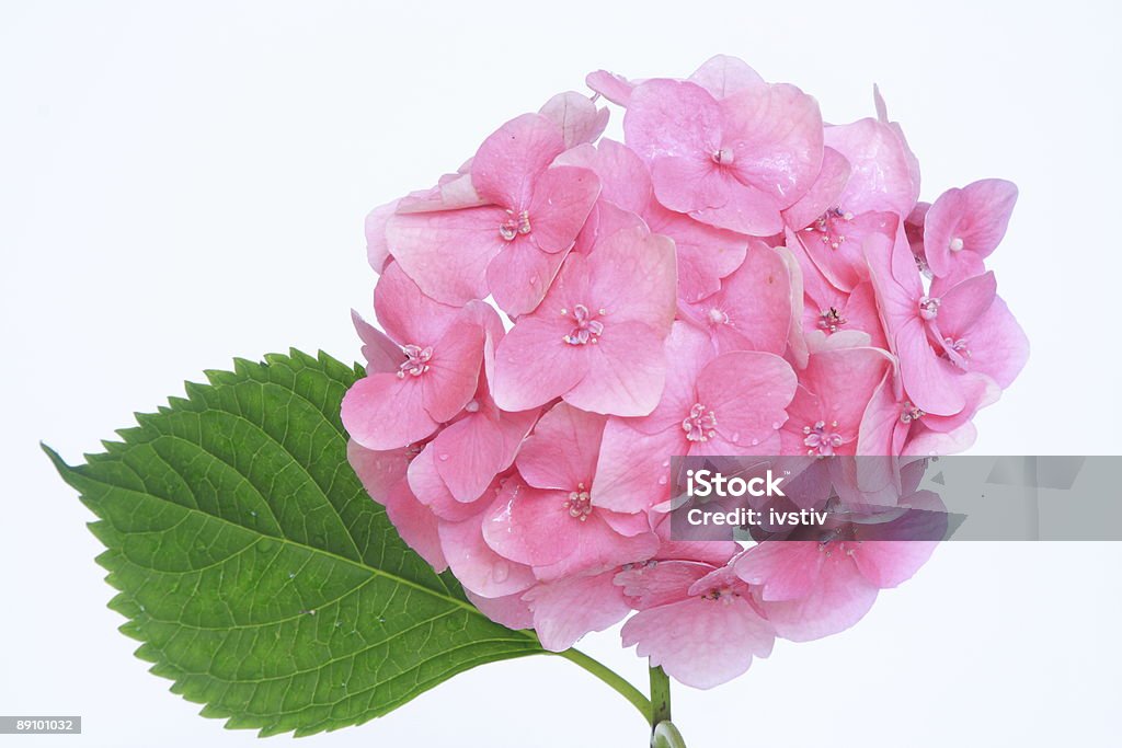 Ortensia - Foto stock royalty-free di Aiuola