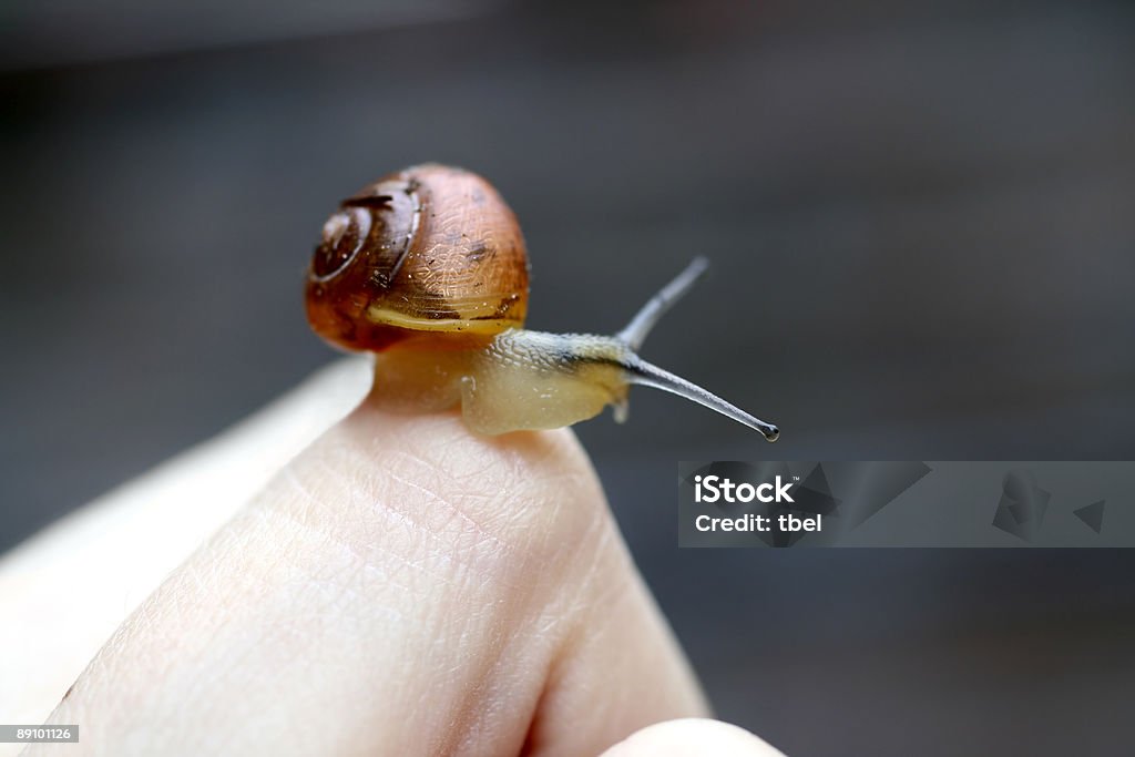 Małe Młody snail - Zbiór zdjęć royalty-free (Brązowy)