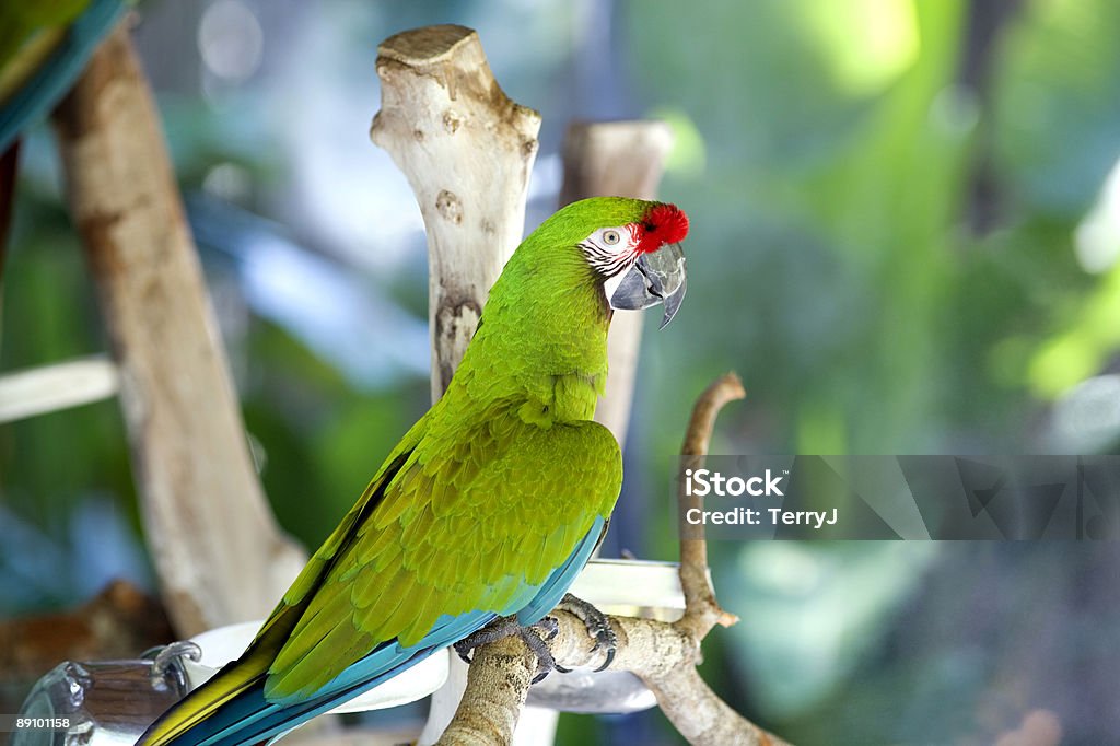 Military Macaw - Zbiór zdjęć royalty-free (Ara)