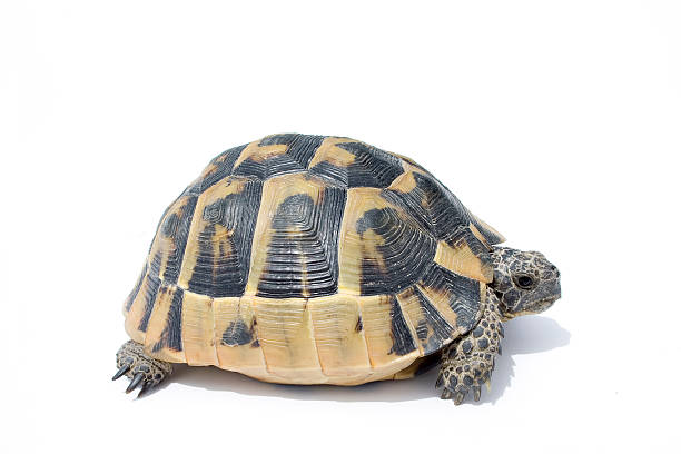 Turtle Turtle isolated on a white background tortoise stock pictures, royalty-free photos & images
