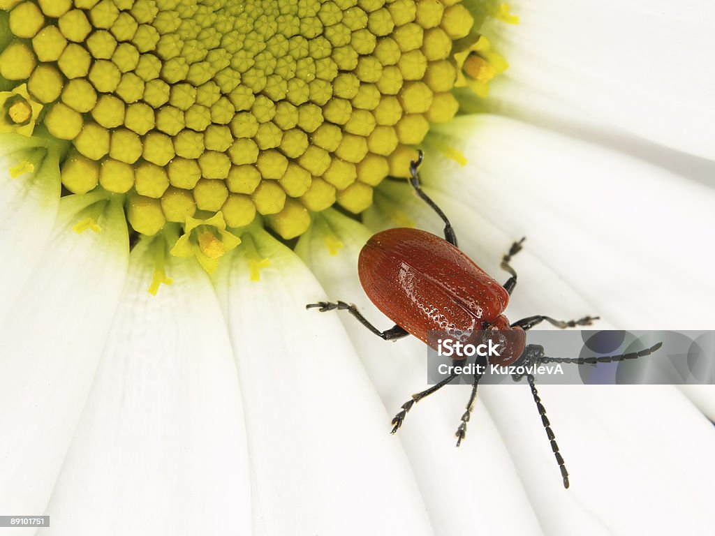 Red bug em um olho-de-Boi - Foto de stock de Animal royalty-free