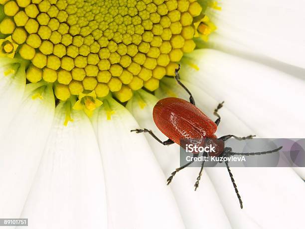 Foto de Red Bug Em Um Olhodeboi e mais fotos de stock de Animal - Animal, Antena - Parte do corpo animal, Asa animal