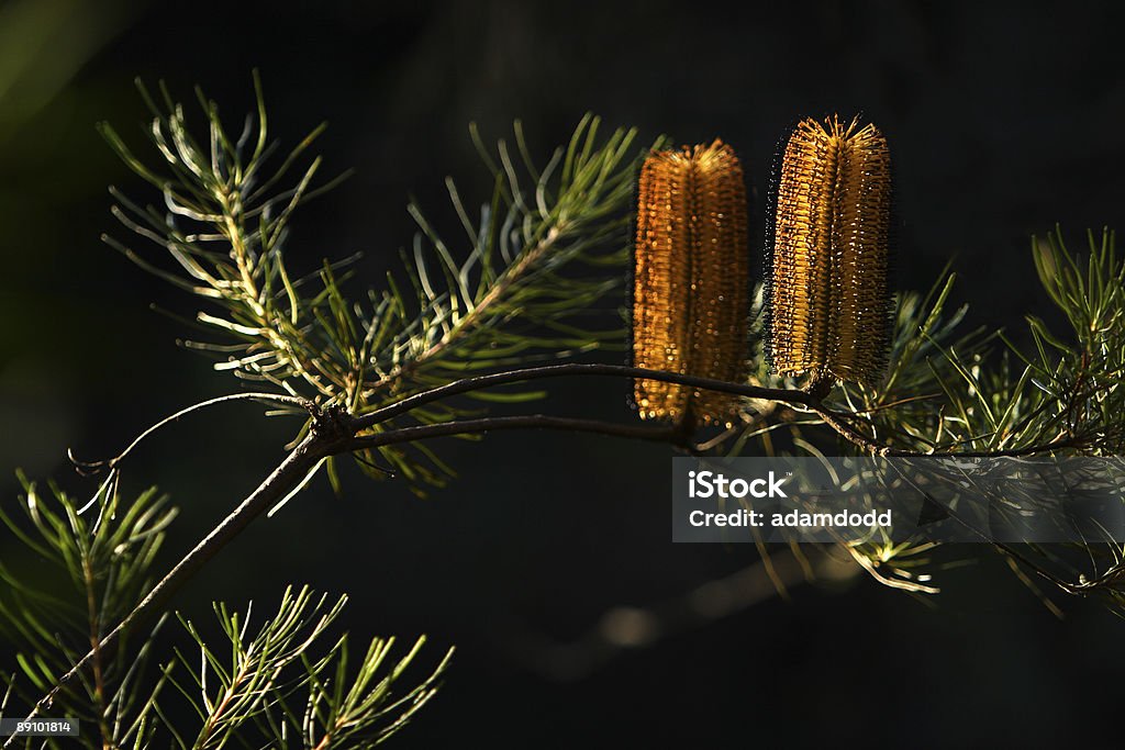 Cepillo y botella de árbol - Foto de stock de Botella libre de derechos